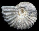 Acanthohoplites Ammonite Fossil - Caucasus, Russia #30094-1